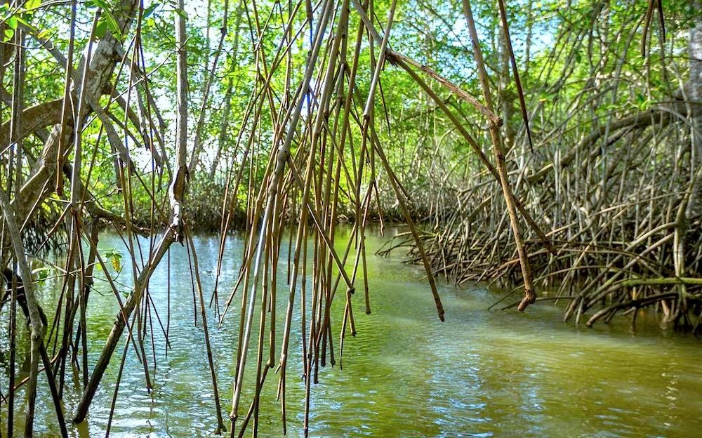 manglar-mompiche-muisne.jpg